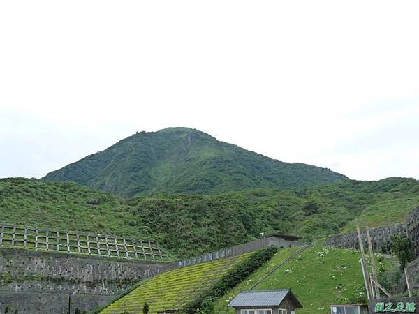 東北角野百合20140503(30)