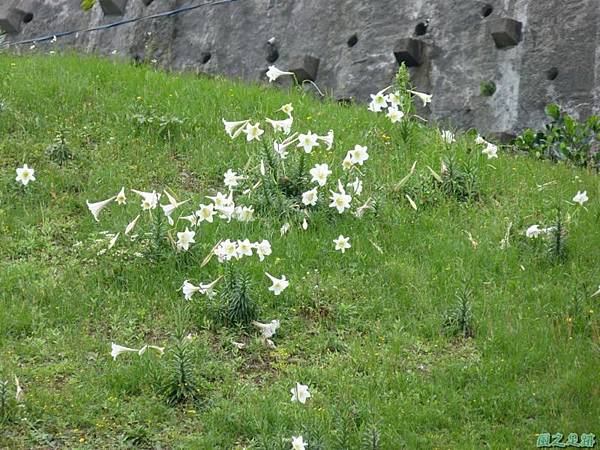 東北角野百合20140503(31)