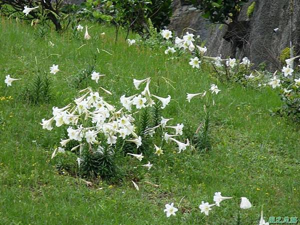 東北角野百合20140503(32)