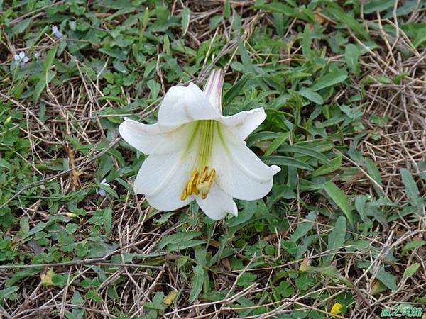 望月坡百合20140503(25)