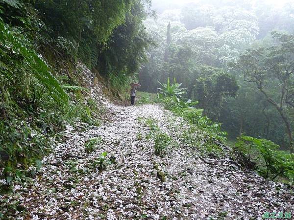 桐花雨20140430(4)