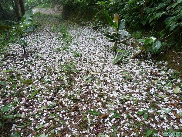 桐花雨20140430(7)