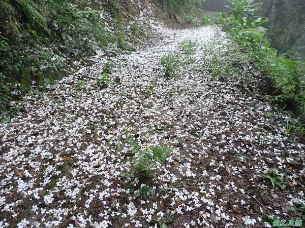 桐花雨20140430(9)