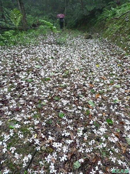 桐花雨20140430(8)