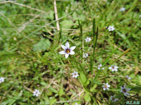 白花庭菖蒲20140510(11)