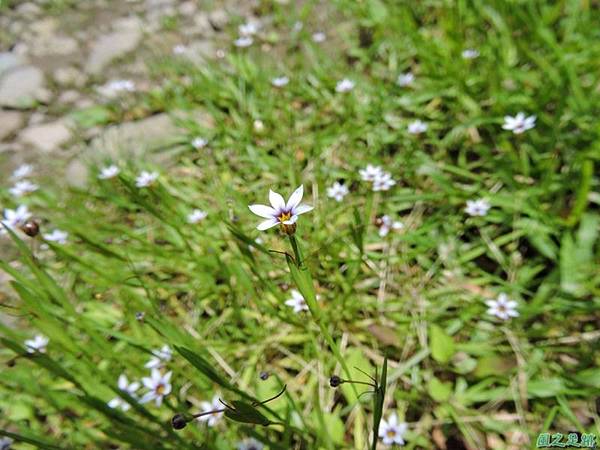 白花庭菖蒲20140510(13)