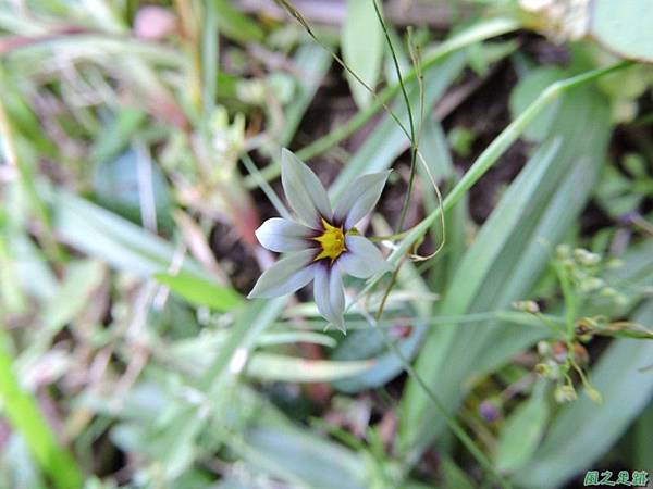 白花庭菖蒲20140510(16)