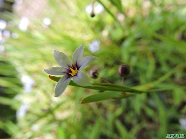 白花庭菖蒲20140510(17)