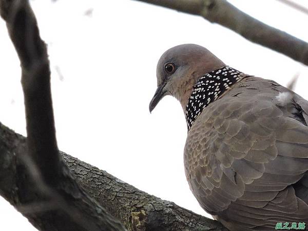 珠頸斑鳩20140511(1)