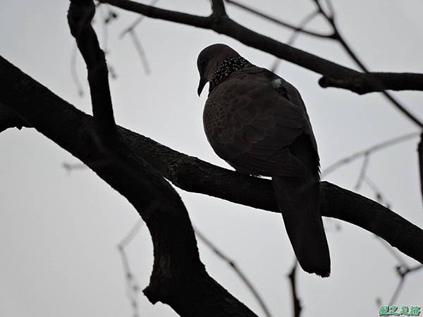 珠頸斑鳩20140511(2)