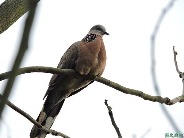 珠頸斑鳩20140511(6)