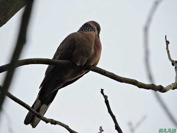 珠頸斑鳩20140511(7)