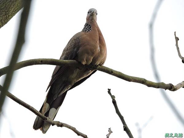 珠頸斑鳩20140511(8)