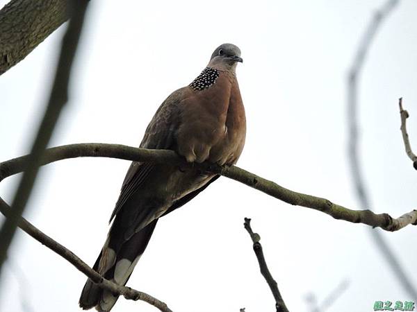 珠頸斑鳩20140511(9)