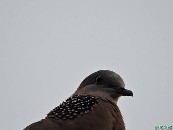 珠頸斑鳩20140511(10)