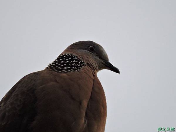 珠頸斑鳩20140511(13)