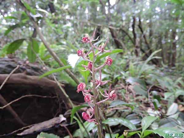 寶島羊耳蒜20140510(7)