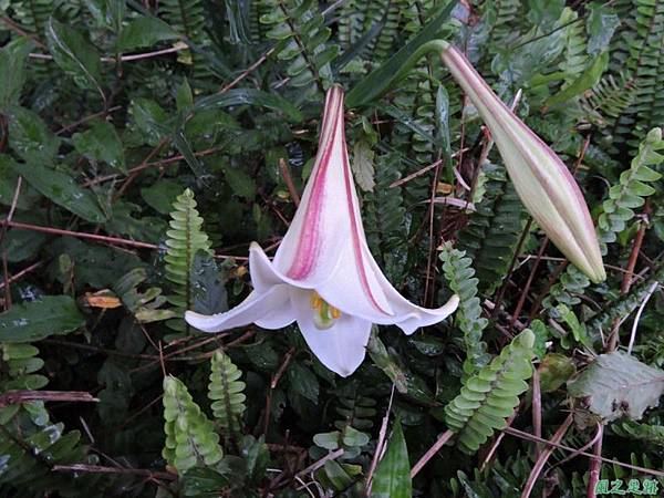 台灣野百合20140510(10)