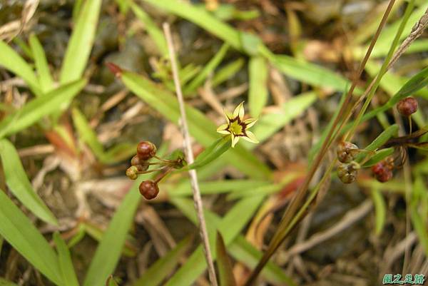 黃花庭菖蒲20110507(1)