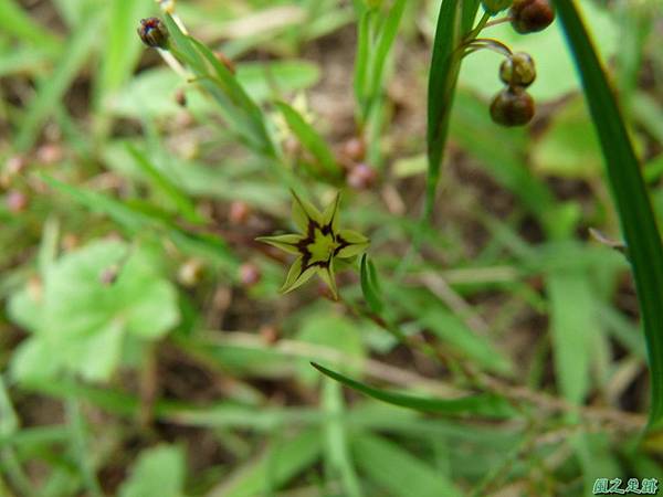 黃花庭菖蒲20110507(2)