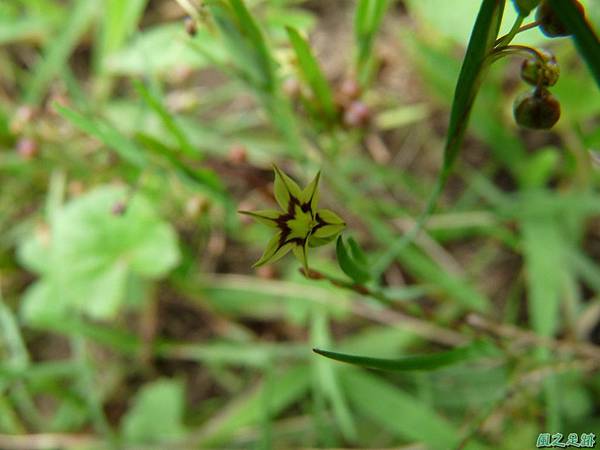 黃花庭菖蒲20110507(3)