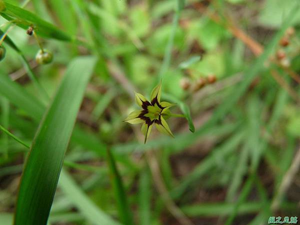 黃花庭菖蒲20110507(4)