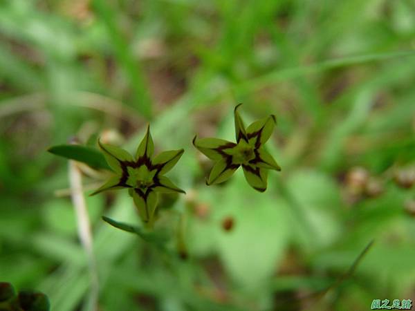 黃花庭菖蒲20110507(5)