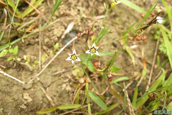 白花庭菖蒲20110507(1)