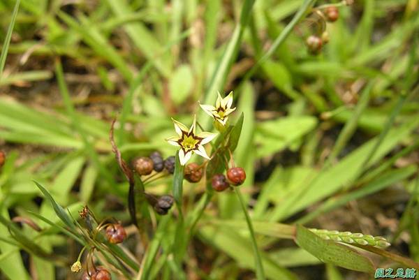 白花庭菖蒲20110507(2)