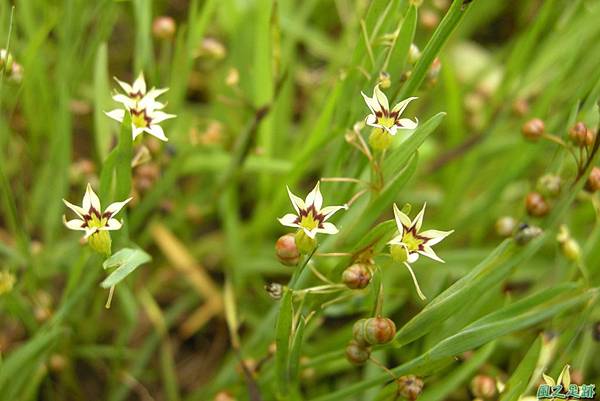 白花庭菖蒲20110507(3)