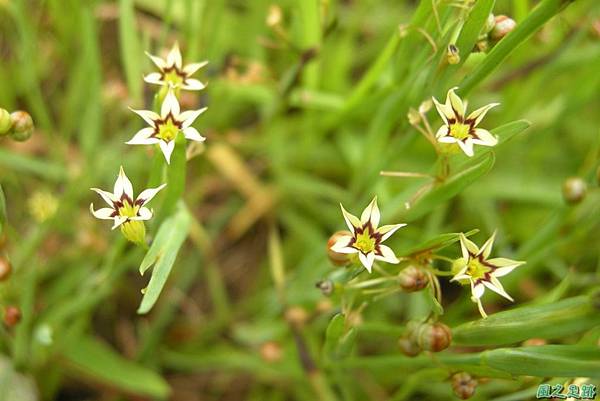 白花庭菖蒲20110507(4)