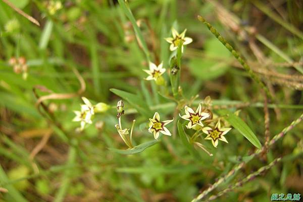 白花庭菖蒲20110507(5)