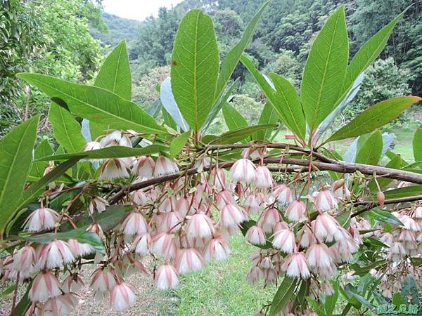 水石榕20140528(33)