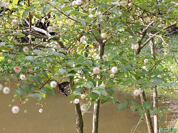 20140602台灣麝香鳳蝶(風箱樹)(1)