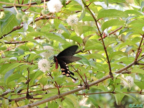 20140602台灣麝香鳳蝶(風箱樹)(2)