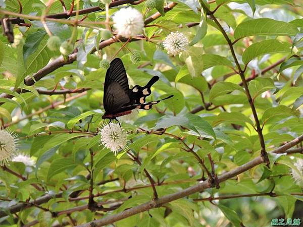 20140602台灣麝香鳳蝶(風箱樹)(4)