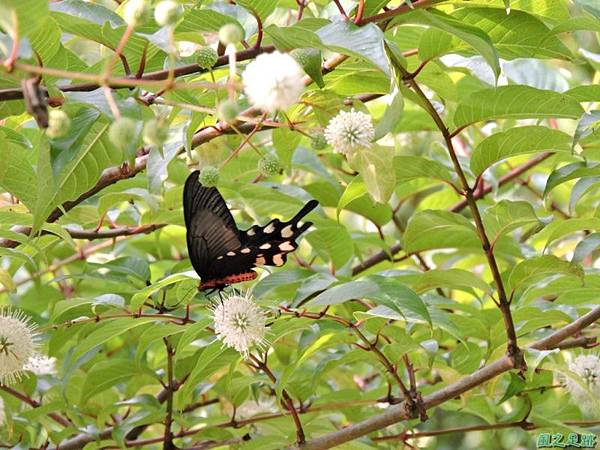 20140602台灣麝香鳳蝶(風箱樹)(5)