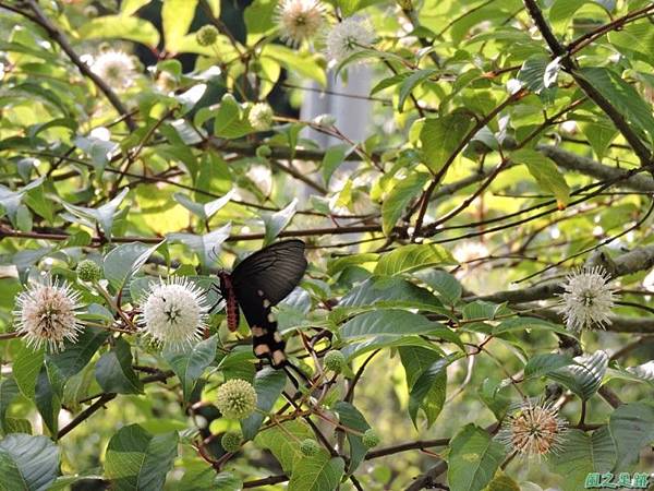 20140602台灣麝香鳳蝶(風箱樹)(8)