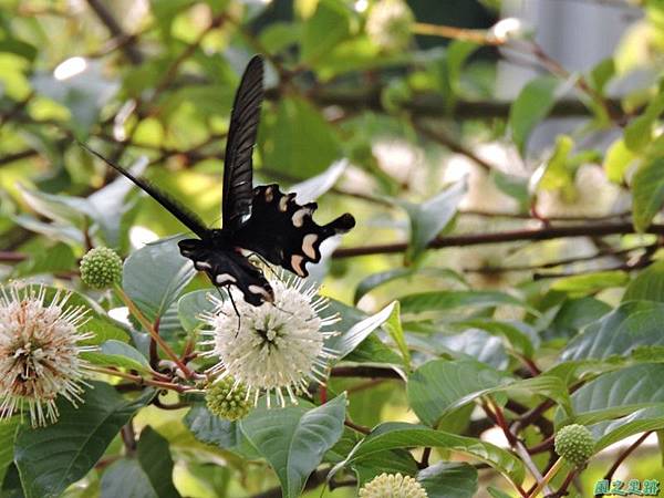 20140602台灣麝香鳳蝶(風箱樹)(9)