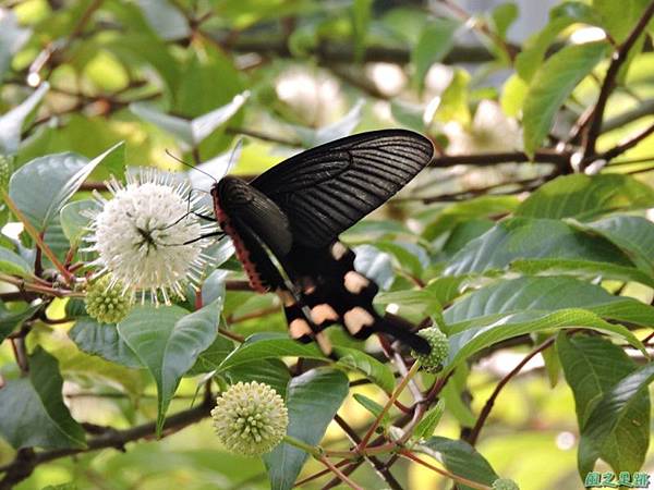 20140602台灣麝香鳳蝶(風箱樹)(11)