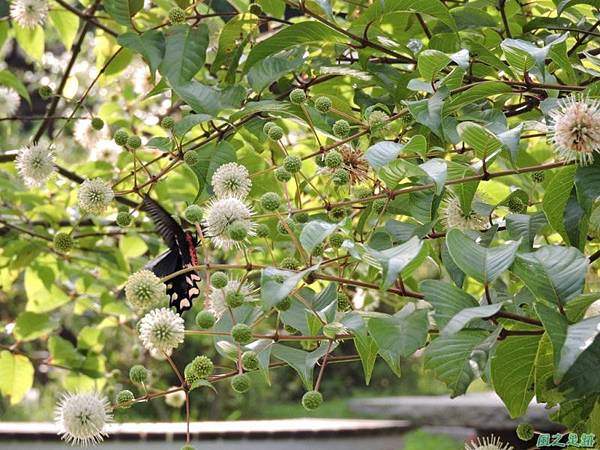 20140602台灣麝香鳳蝶(風箱樹)(13)