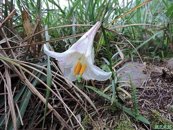 小觀音山環行20140524(38)