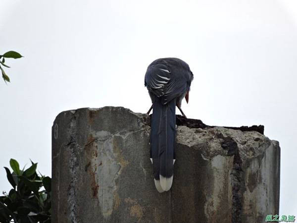 台灣藍鵲20140621(6)