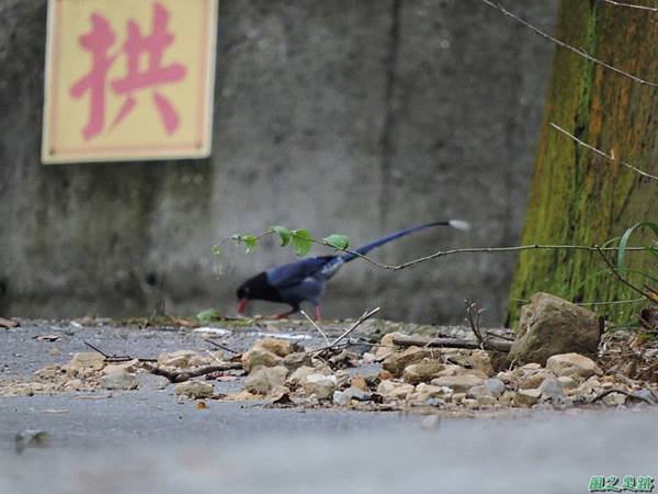 台灣藍鵲20140621(12)