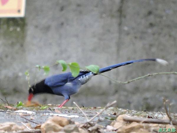 台灣藍鵲20140621(13)