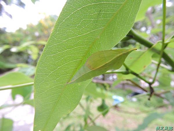 淡黃蝶蛹20140701(1)