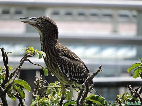 黃頸黑鷺20140705(1)