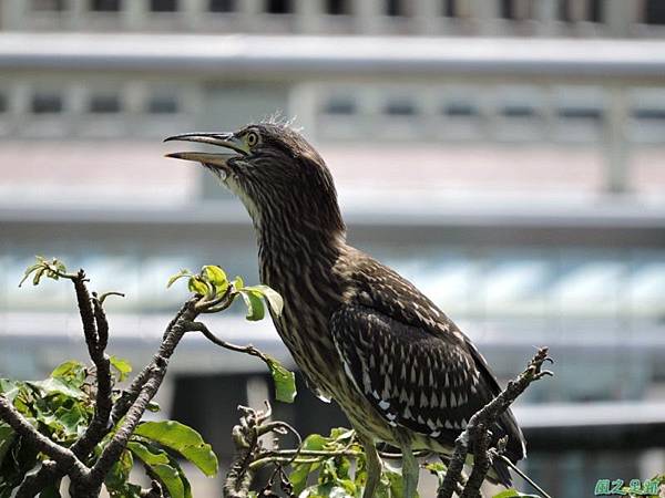 黃頸黑鷺20140705(2)