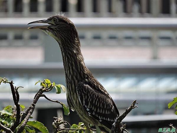 黃頸黑鷺20140705(3)