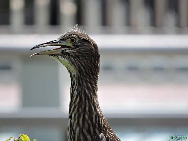 黃頸黑鷺20140705(9)